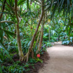 La serre tropicale un lieu important pour le parc Terra Botanica
