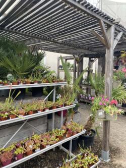 Extérieur de la boutique avec de nombreux végétaux